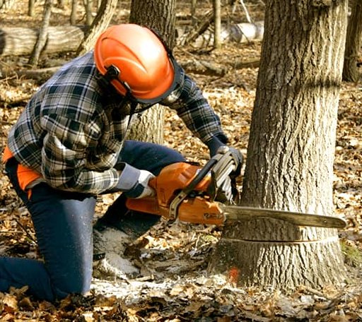 Tree Removal in Trenton, GA